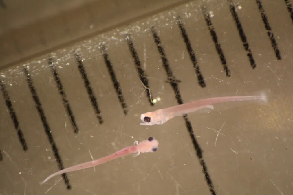 Website - News and Insights-10-Ichthyoplankton Entrainment Monitoring